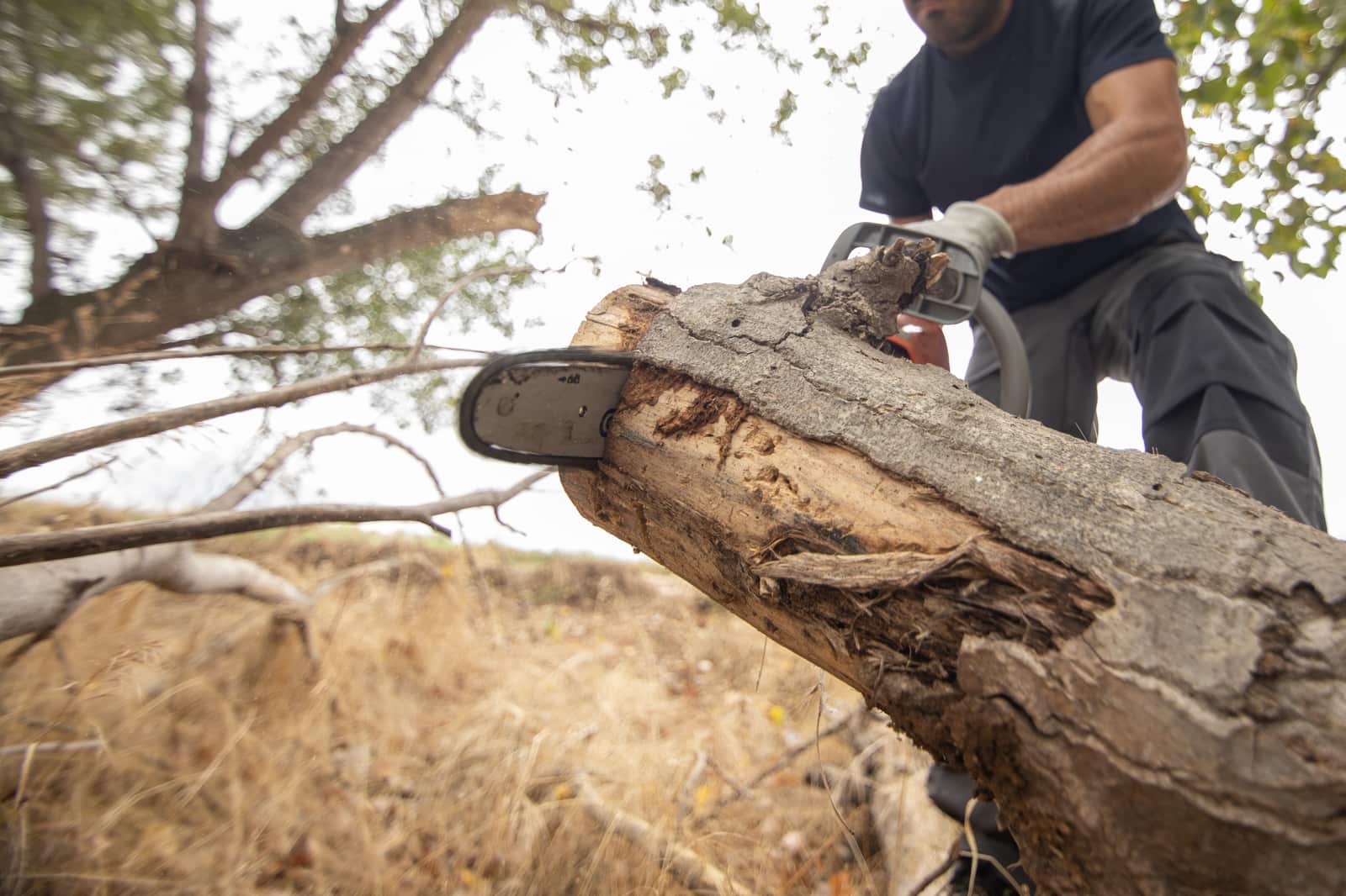 Tree Removal service by Better Rate Tree Service
